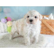 ♀︎マルプー:マルチーズ×トイプードル