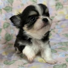 オンライン見学