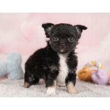 ♀︎チワワ(ロングコート)