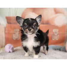 オンライン見学