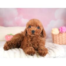 ♀︎トイプードル