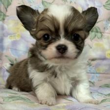 ♀︎チワワ(ロングコート)