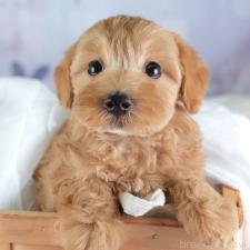 ♀︎マルプー:マルチーズ×トイプードル