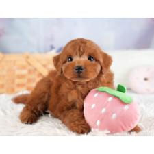 オンライン見学