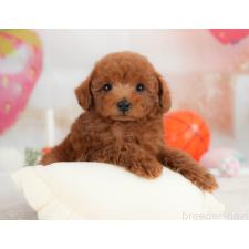 ♀︎トイプードル