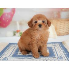 オンライン見学