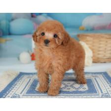 オンライン見学