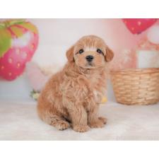 ♀︎マルプー:マルチーズ×トイプードル