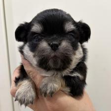 オンライン見学