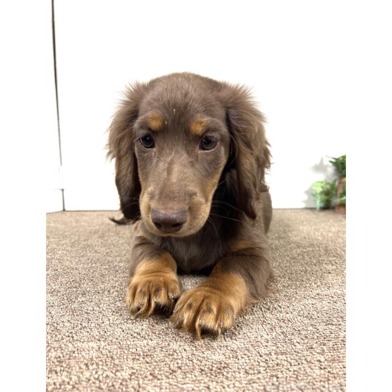 販売中の埼玉県のミニチュアダックスフンド(ロングヘアード)-443164の15枚目