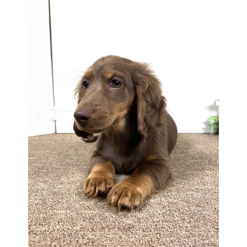 販売中の埼玉県のミニチュアダックスフンド(ロングヘアード)-443164の14枚目