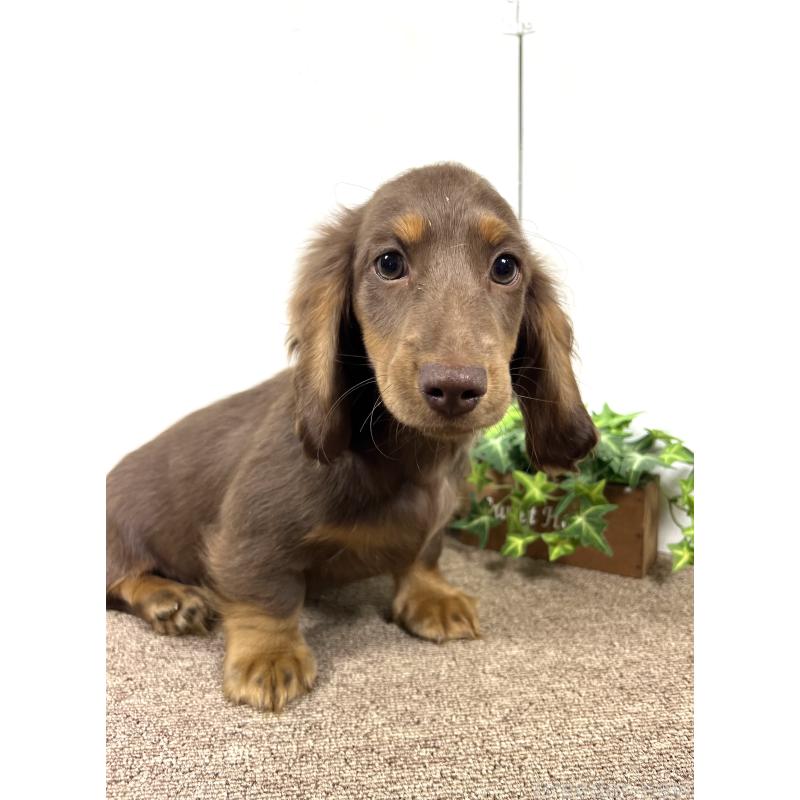 販売中の埼玉県のミニチュアダックスフンド(ロングヘアード)-443164の13枚目