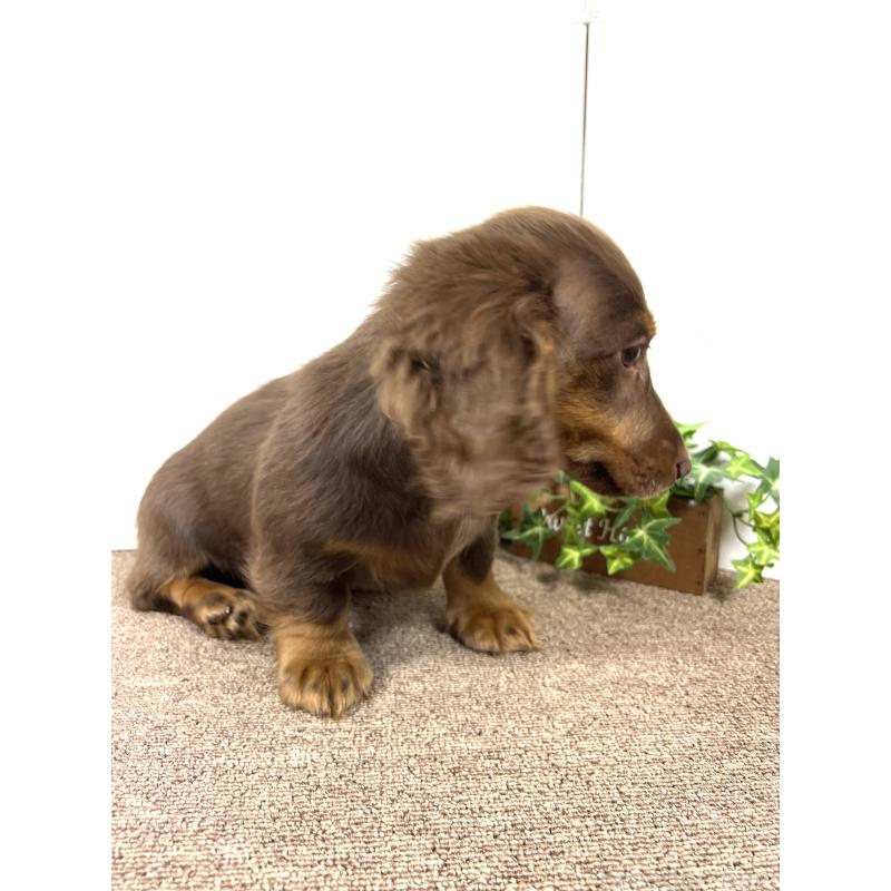 販売中の埼玉県のミニチュアダックスフンド(ロングヘアード)-443164の12枚目