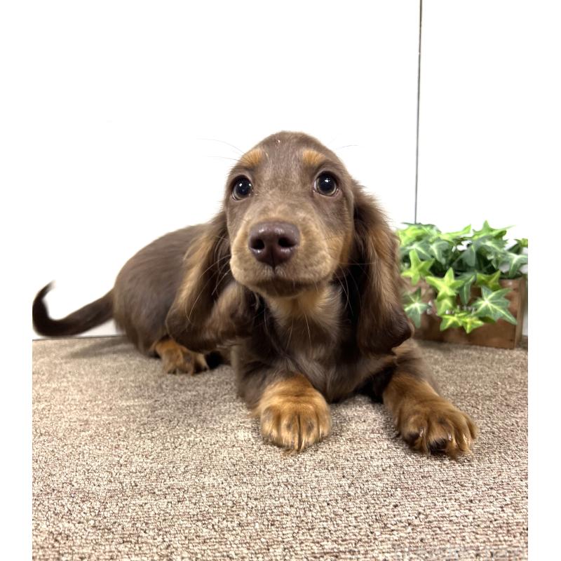 販売中の埼玉県のミニチュアダックスフンド(ロングヘアード)-443164の11枚目