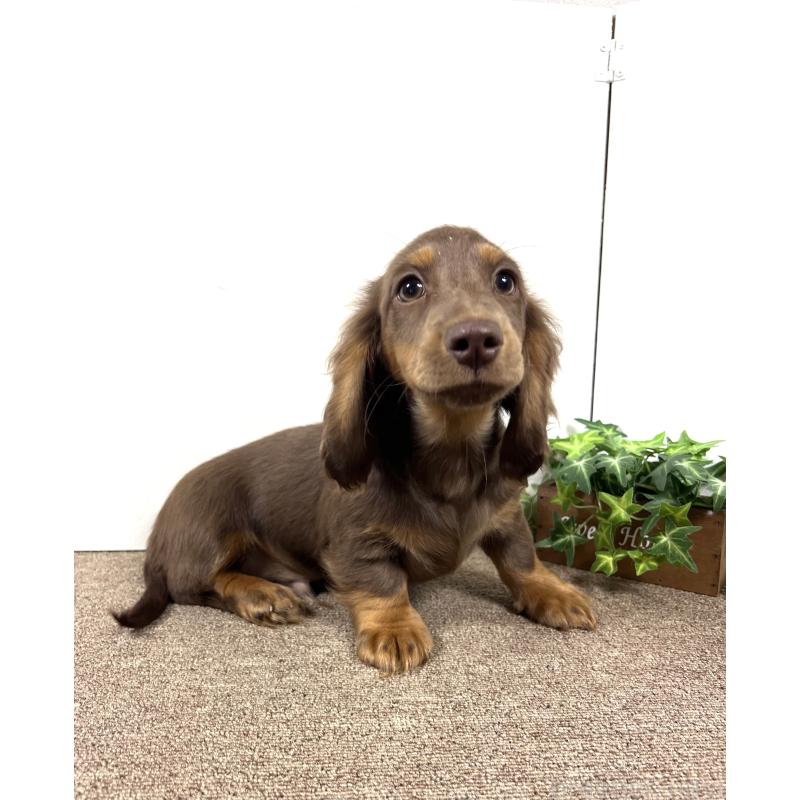 販売中の埼玉県のミニチュアダックスフンド(ロングヘアード)-443164の10枚目