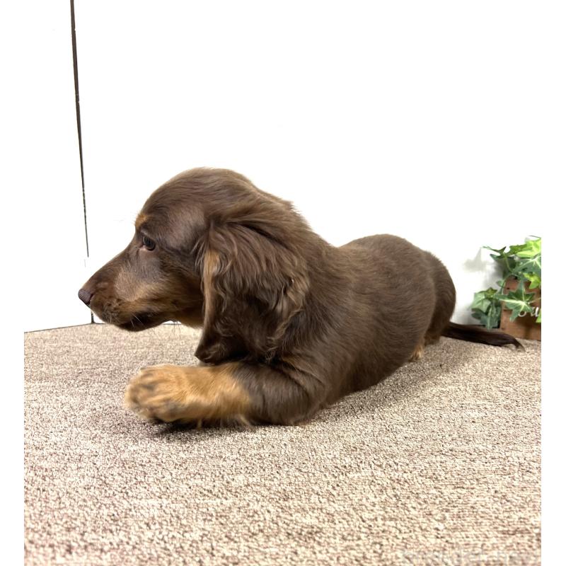 販売中の埼玉県のミニチュアダックスフンド(ロングヘアード)-443164の9枚目