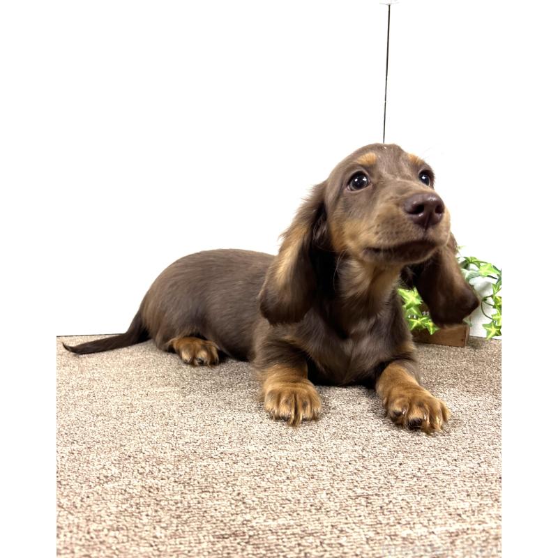 販売中の埼玉県のミニチュアダックスフンド(ロングヘアード)-443164の8枚目