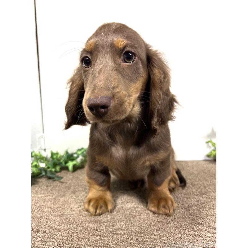 販売中の埼玉県のミニチュアダックスフンド(ロングヘアード)-443164の7枚目