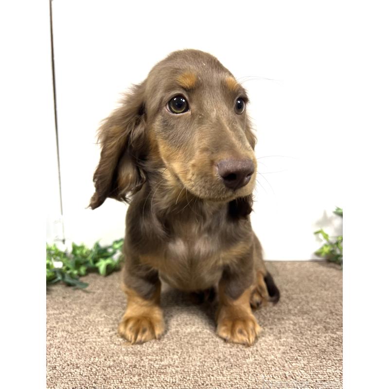 販売中の埼玉県のミニチュアダックスフンド(ロングヘアード)-443164の6枚目