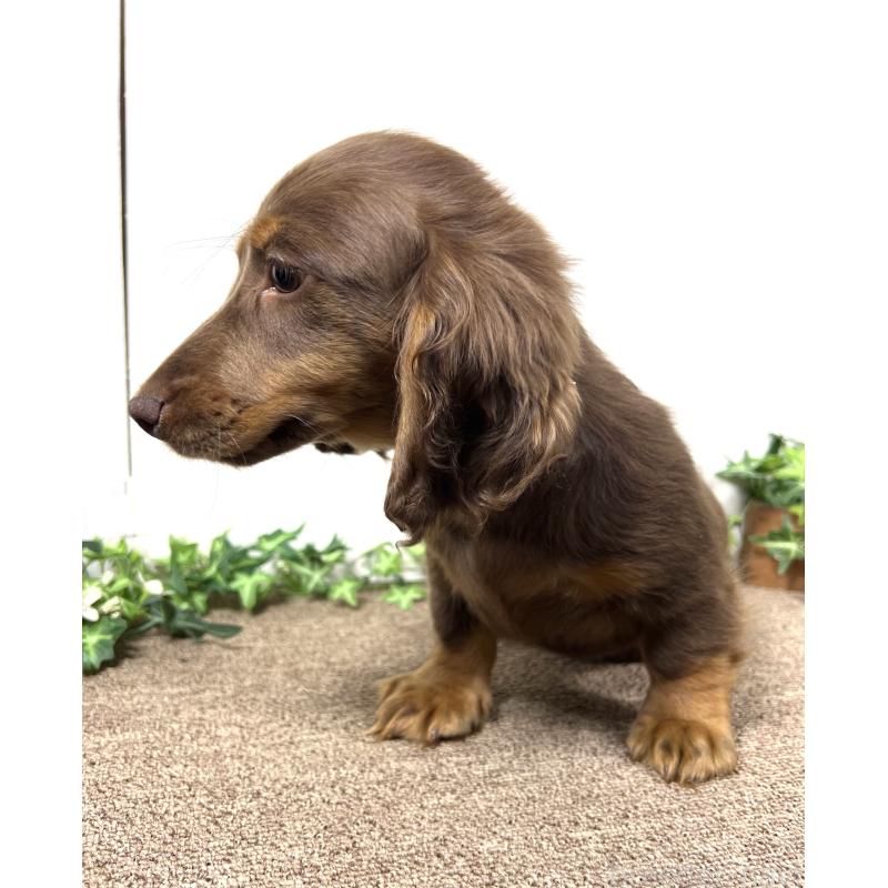 販売中の埼玉県のミニチュアダックスフンド(ロングヘアード)-443164の5枚目