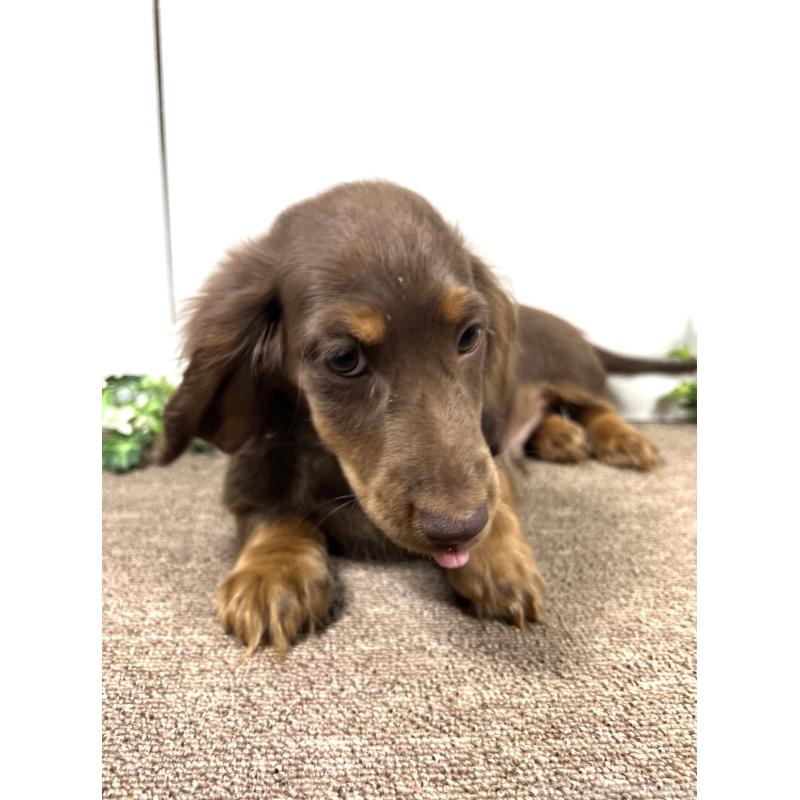 販売中の埼玉県のミニチュアダックスフンド(ロングヘアード)-443164の4枚目