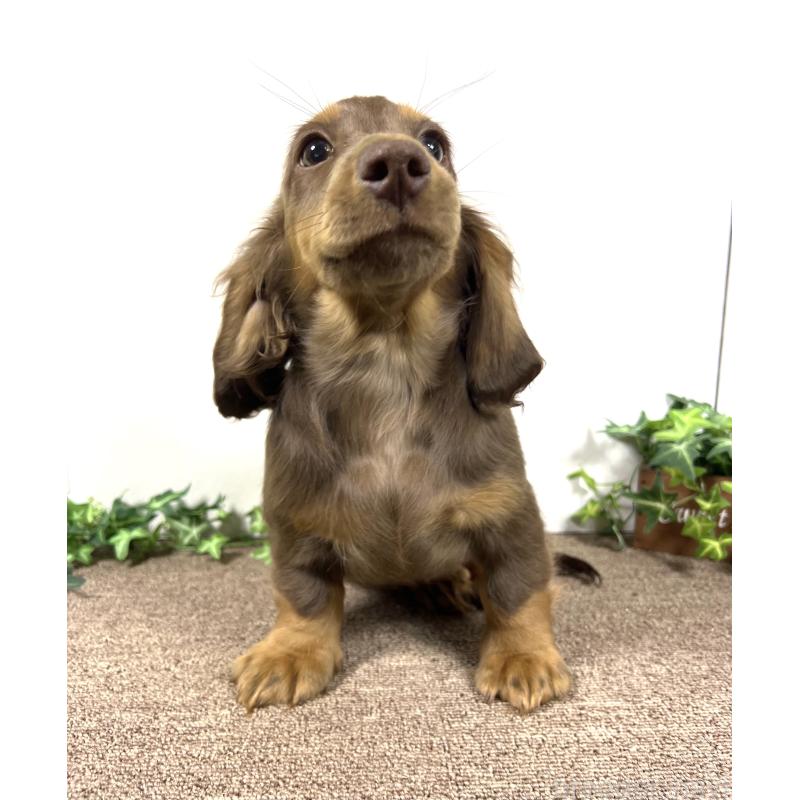 販売中の埼玉県のミニチュアダックスフンド(ロングヘアード)-443164の3枚目