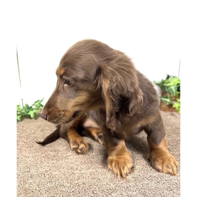 販売中の埼玉県のミニチュアダックスフンド(ロングヘアード)-443164の2枚目