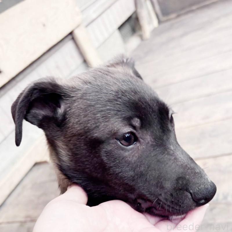 ♂︎ミックス犬