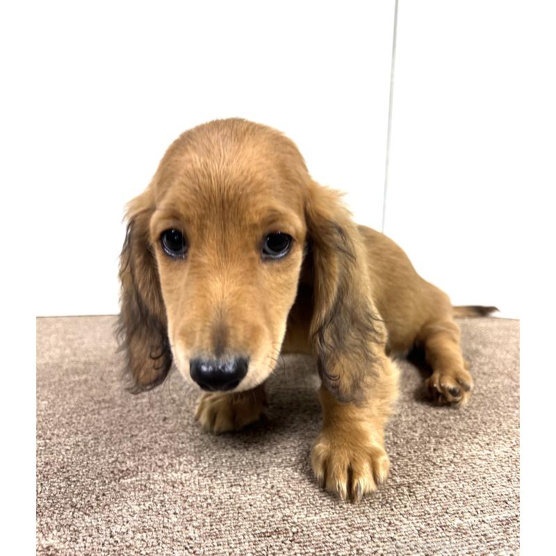 販売中の埼玉県のミニチュアダックスフンド(ロングヘアード)-444753の15枚目