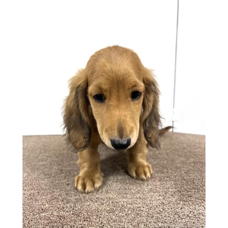 販売中の埼玉県のミニチュアダックスフンド(ロングヘアード)-444753の14枚目