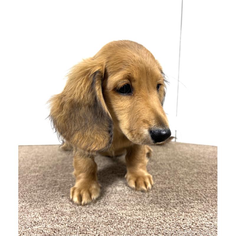 販売中の埼玉県のミニチュアダックスフンド(ロングヘアード)-444753の13枚目