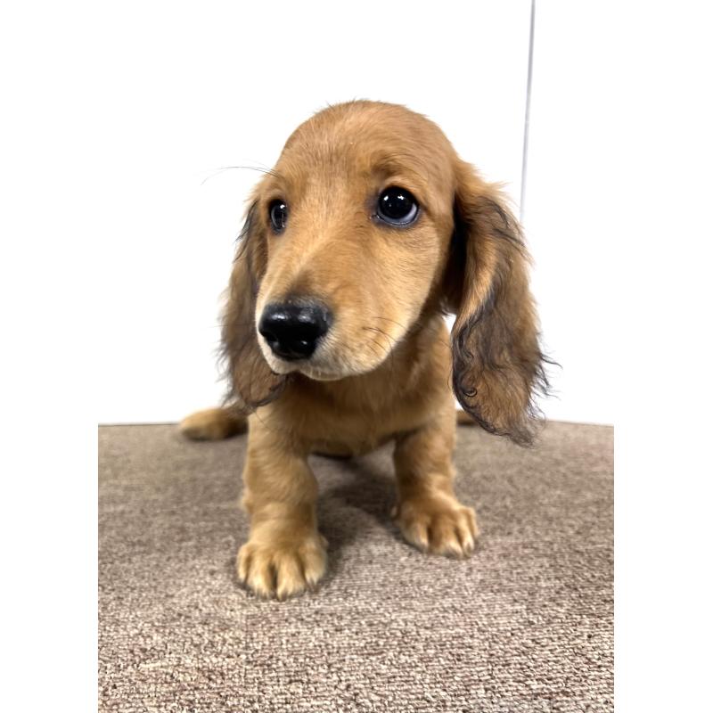 販売中の埼玉県のミニチュアダックスフンド(ロングヘアード)-444753の12枚目