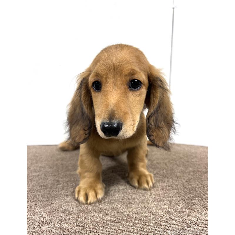 販売中の埼玉県のミニチュアダックスフンド(ロングヘアード)-444753の11枚目