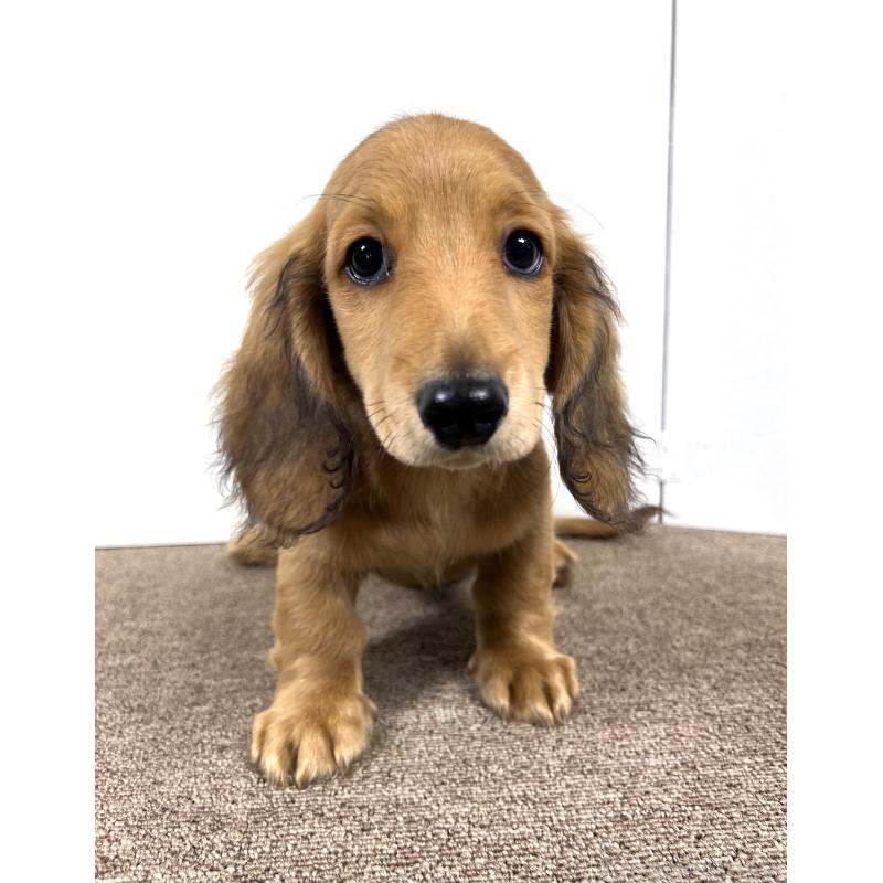 販売中の埼玉県のミニチュアダックスフンド(ロングヘアード)-444753の10枚目