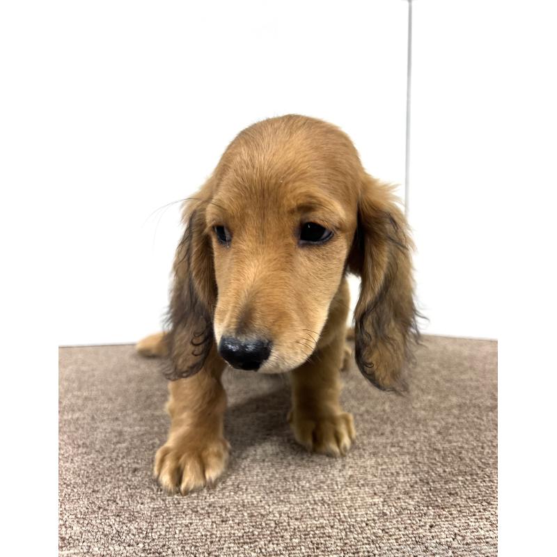 販売中の埼玉県のミニチュアダックスフンド(ロングヘアード)-444753の9枚目