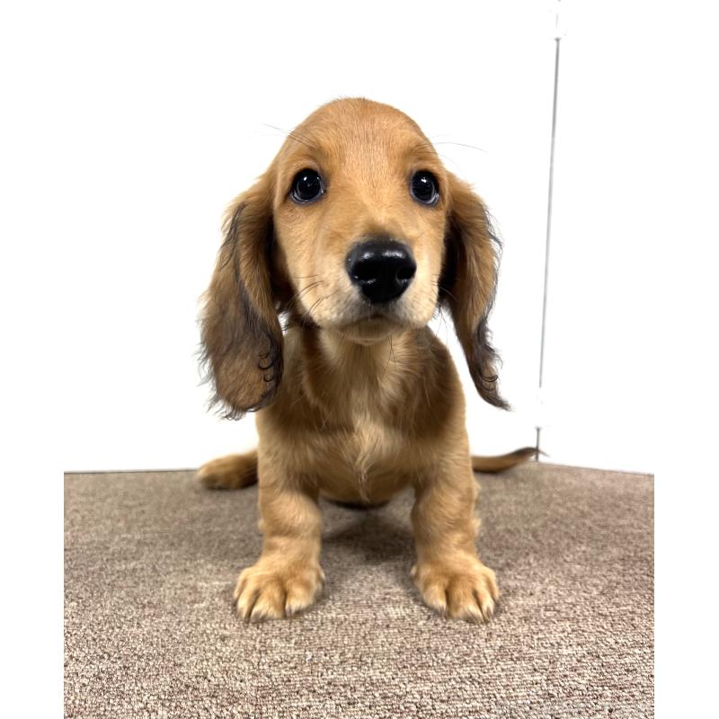 販売中の埼玉県のミニチュアダックスフンド(ロングヘアード)-444753の8枚目