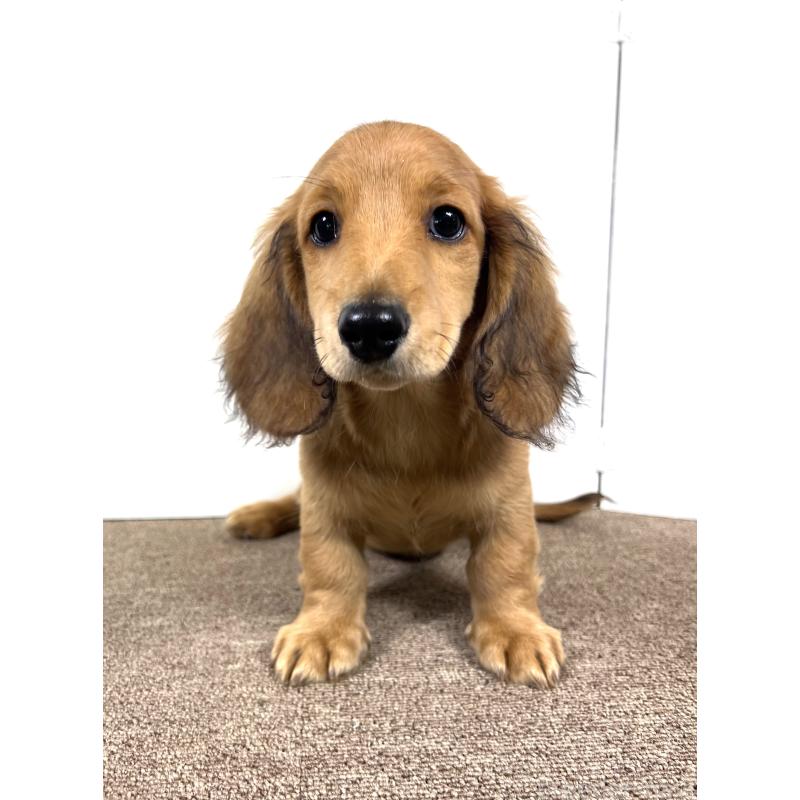 販売中の埼玉県のミニチュアダックスフンド(ロングヘアード)-444753の7枚目