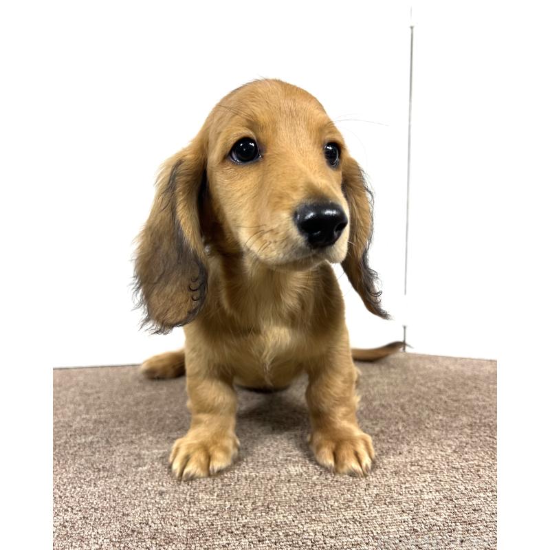 販売中の埼玉県のミニチュアダックスフンド(ロングヘアード)-444753の6枚目