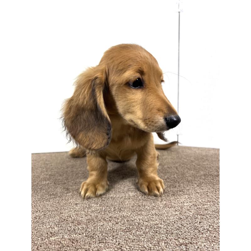 販売中の埼玉県のミニチュアダックスフンド(ロングヘアード)-444753の5枚目