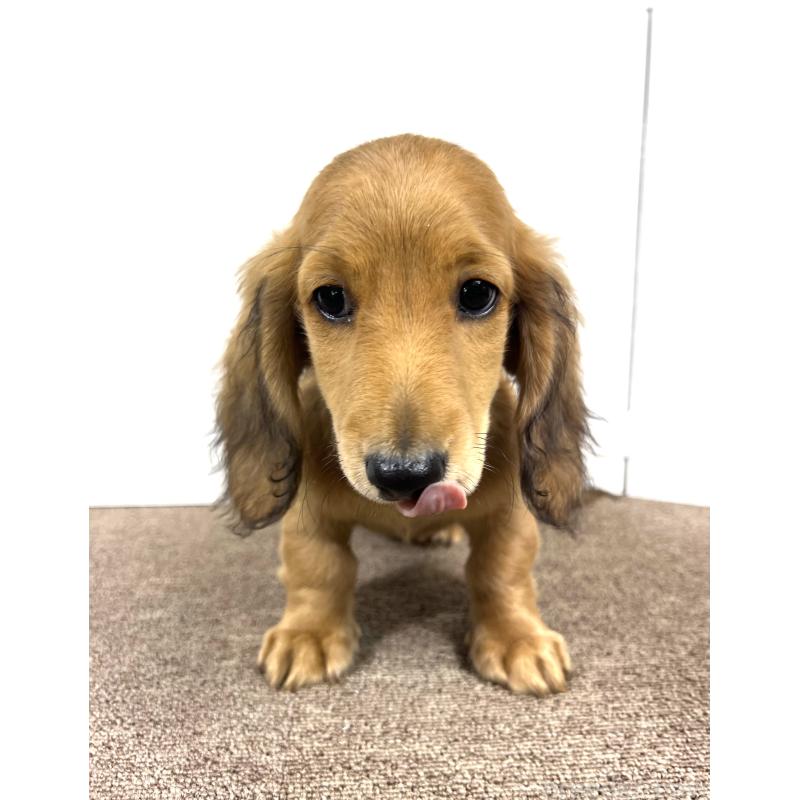 販売中の埼玉県のミニチュアダックスフンド(ロングヘアード)-444753の4枚目