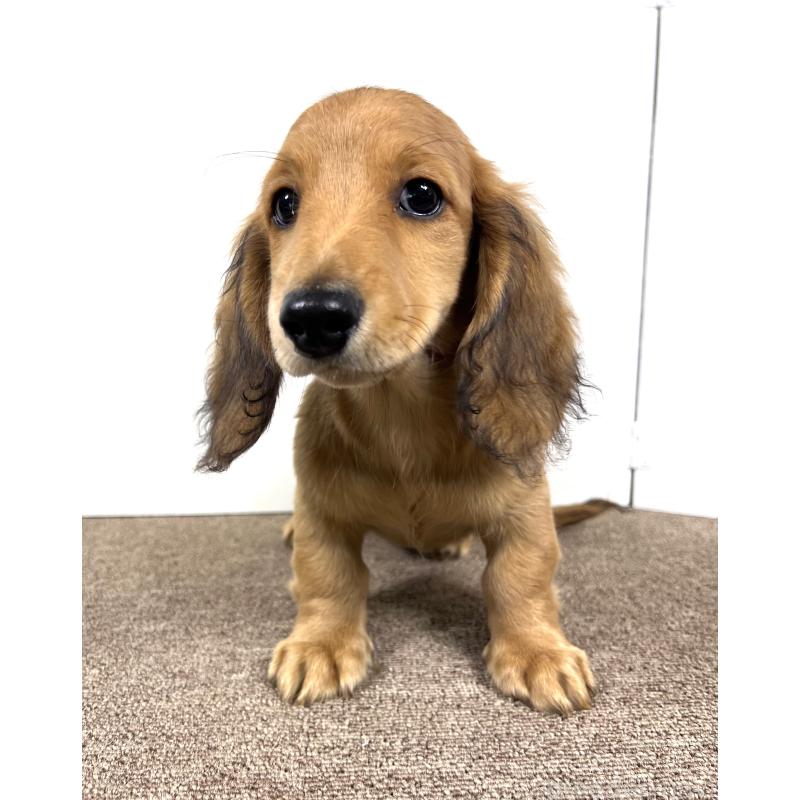 販売中の埼玉県のミニチュアダックスフンド(ロングヘアード)-444753の3枚目