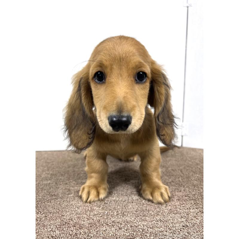 販売中の埼玉県のミニチュアダックスフンド(ロングヘアード)-444753の2枚目