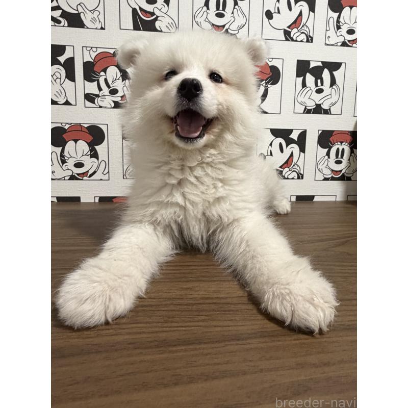 販売中の滋賀県のサモエド-453946の11枚目