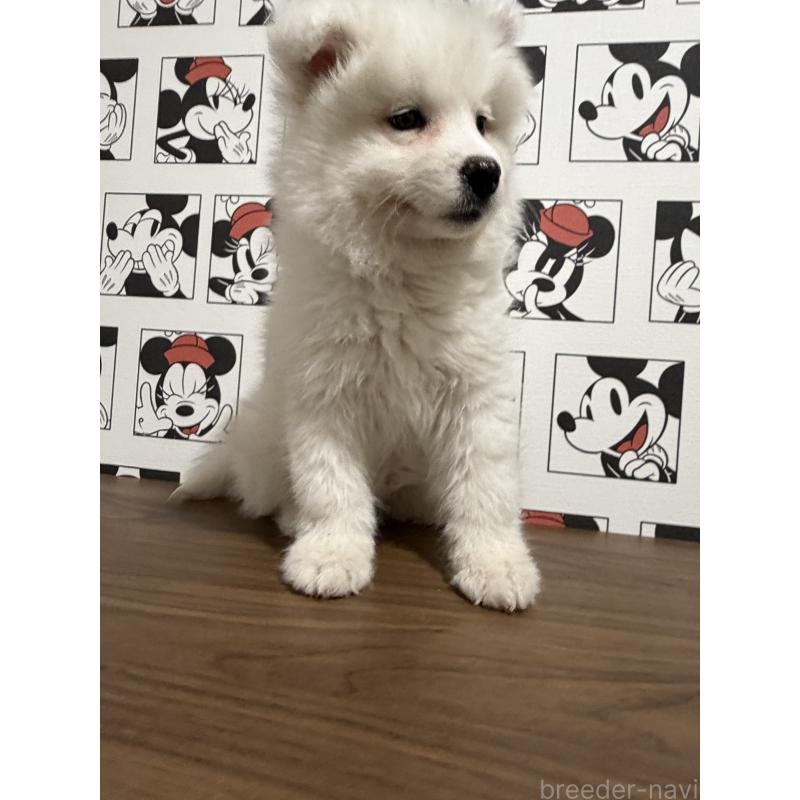 販売中の滋賀県のサモエド-453946の10枚目