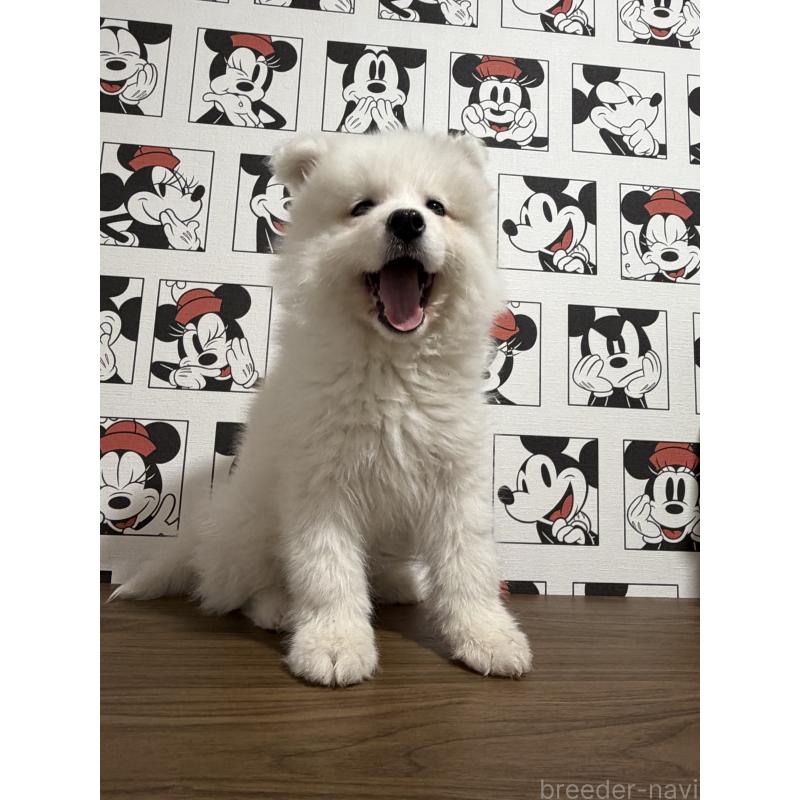 販売中の滋賀県のサモエド-453946の9枚目