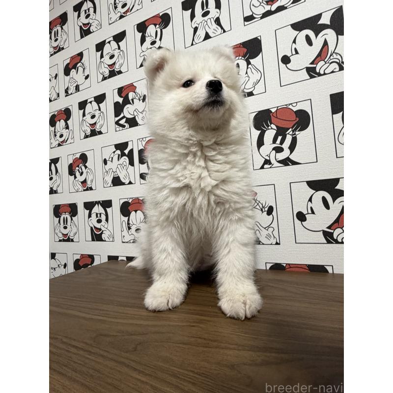 販売中の滋賀県のサモエド-453946の8枚目