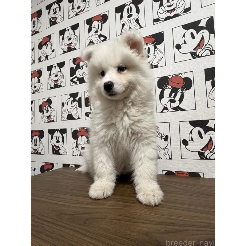 販売中の滋賀県のサモエド-453946の7枚目