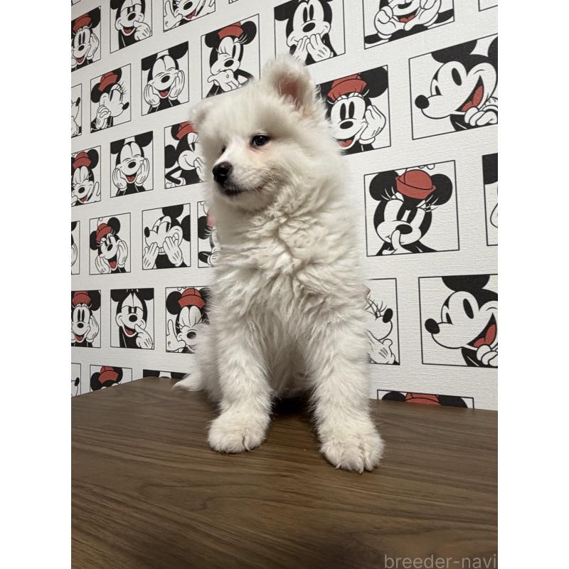 販売中の滋賀県のサモエド-453946の6枚目