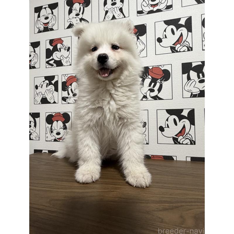 販売中の滋賀県のサモエド-453946の5枚目