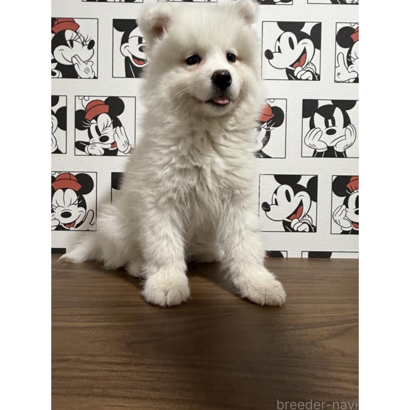 販売中の滋賀県のサモエド-453946の4枚目